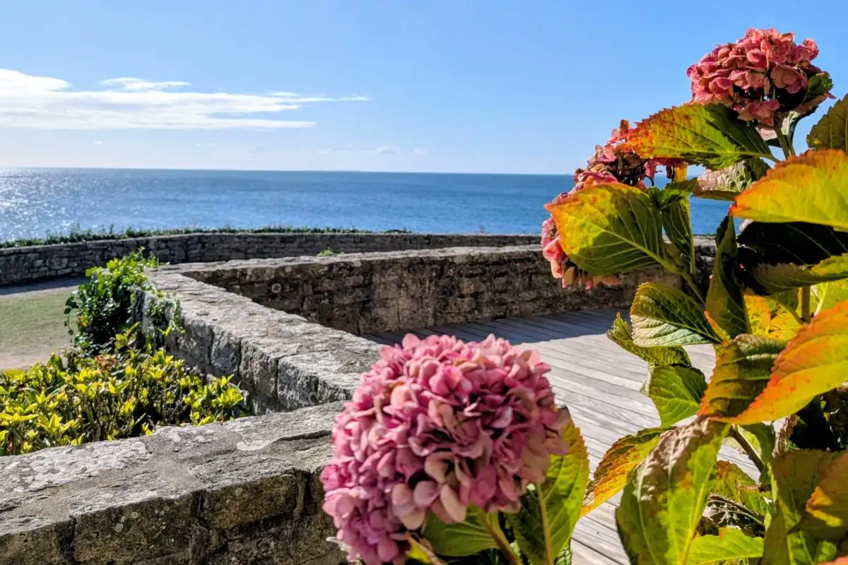 Hortensias sur une terrasse en pierre face à l'océan